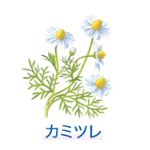 カミツレ （Chamomile）